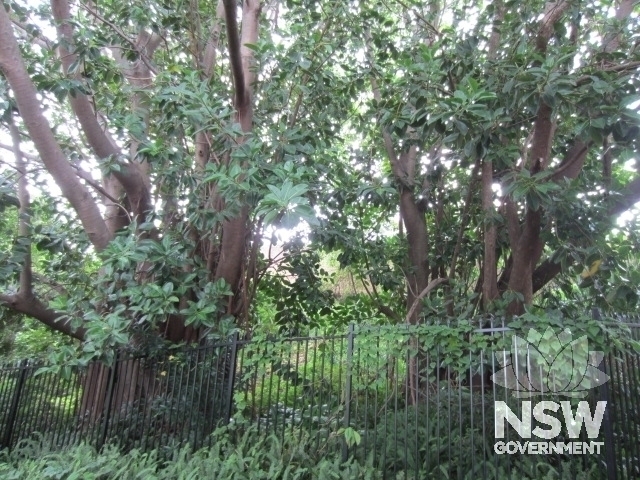 Fig trees