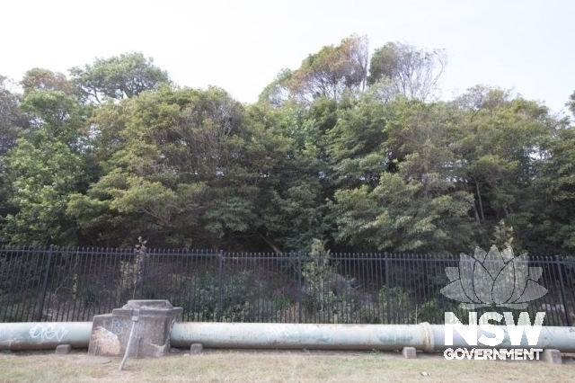 Cronulla - Linear Cultural Exotic Planting of Rail Embankment - General state of the garden.