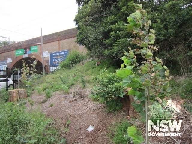 Area replanted with Plane trees following removal of Coral Trees.