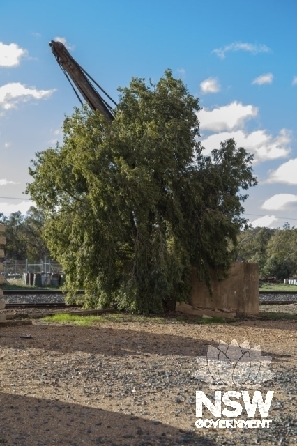 Condobolin Railway Precinct - Jib crane currently overgrown