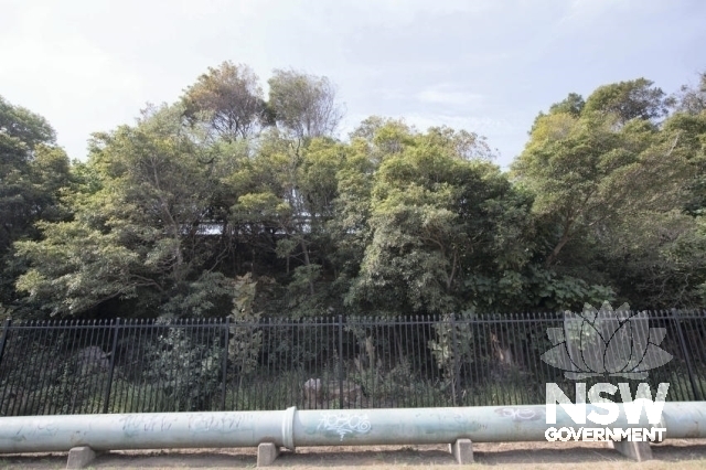 Cronulla - Linear Cultural Exotic Planting of Rail Embankment - General state of the garden.