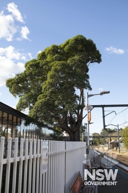 Fairfield Railway Station - Large tree behind Platform 1