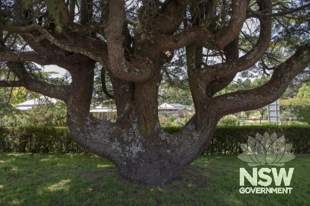 Exeter Railway Station Group - Memorial tree planted in 1914
