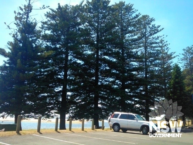 Group of Norfolk Island pines and Canary Island palms