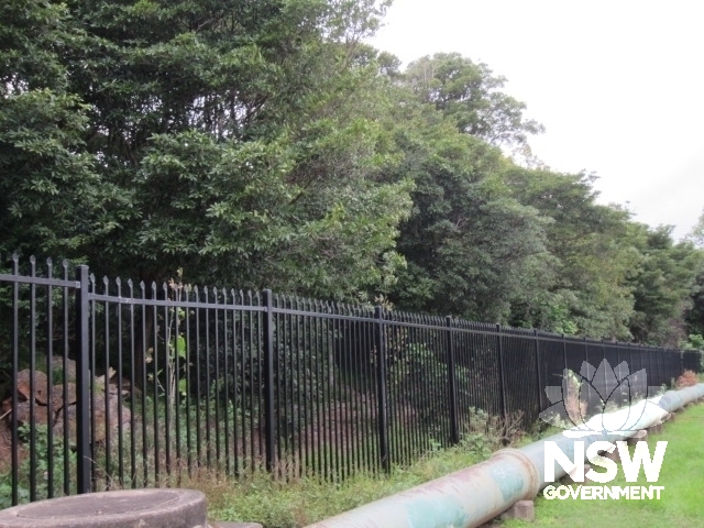 Large stand of Pittosporum undulatum along majority of embankment