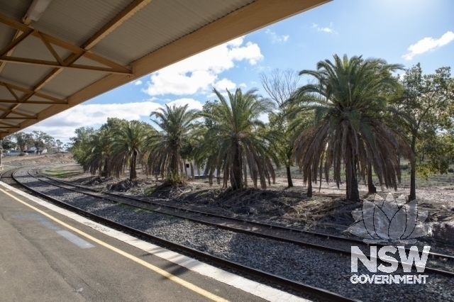 Condobolin Railway Precinct - Palm trees adjacent to the station