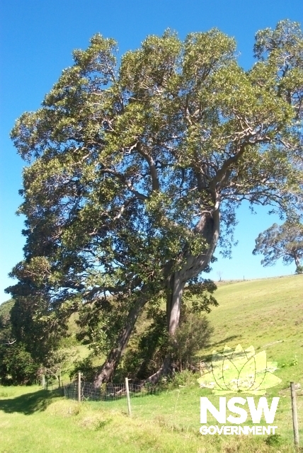 Contorted Tree