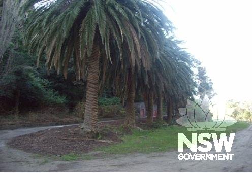 Avenue of Palm Trees at Former Site