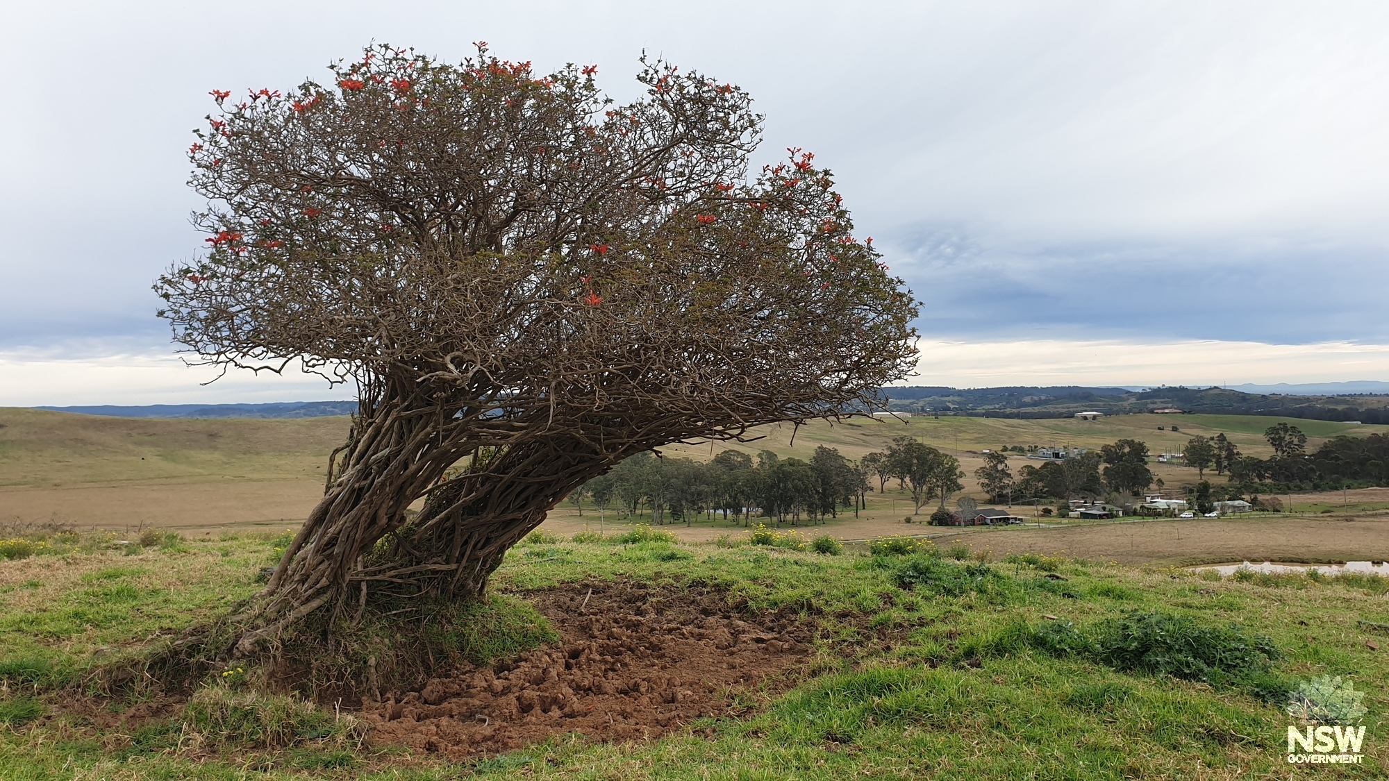 View NW from Lachlan Vale archaeological site over Quarter Session Road (Area 3), 18 Aug 22