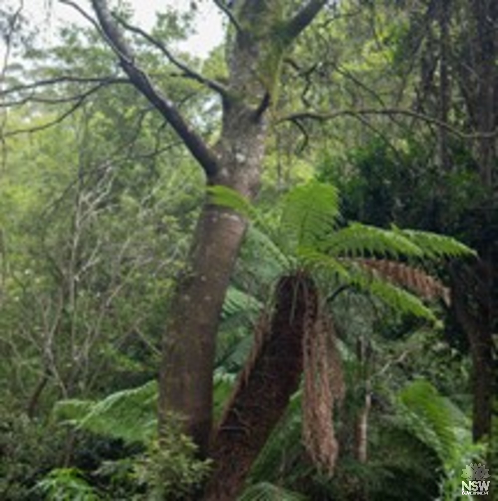 Plumwood tree (Eucryphia moorei) and soft fern trees (Dicksonia antarctica)