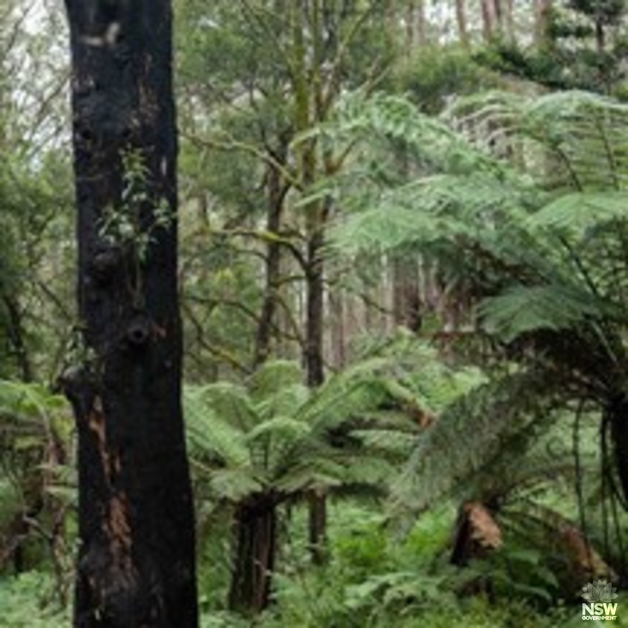 Regrowth after Black Summer bushfires 