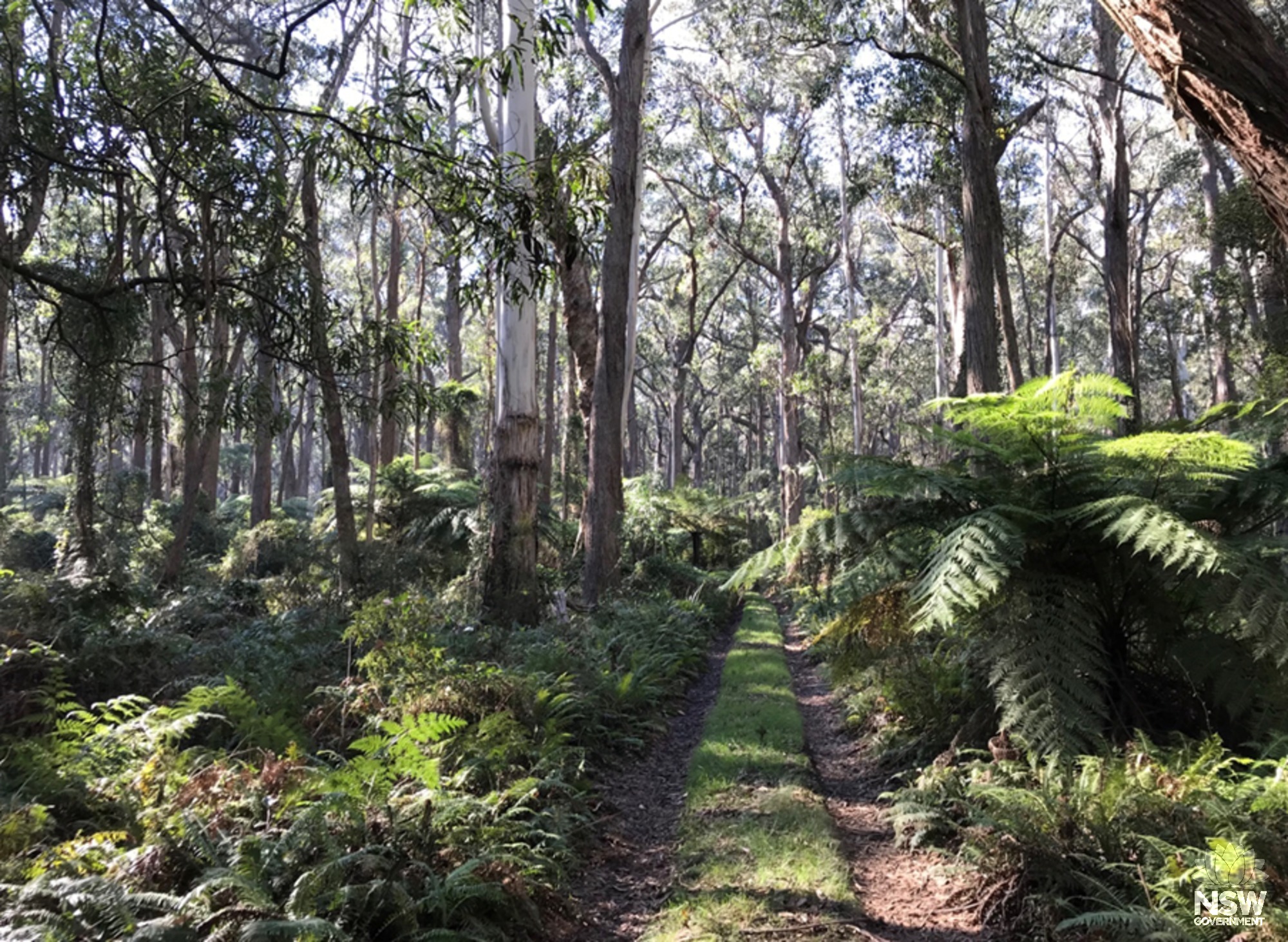 H Secluded rainforest entrance Affrica Taylor 19 May 2019