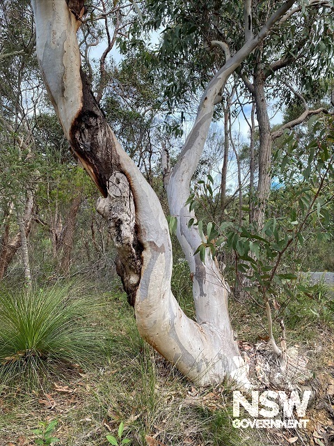 Ecological community adjacent to the boat ramp area