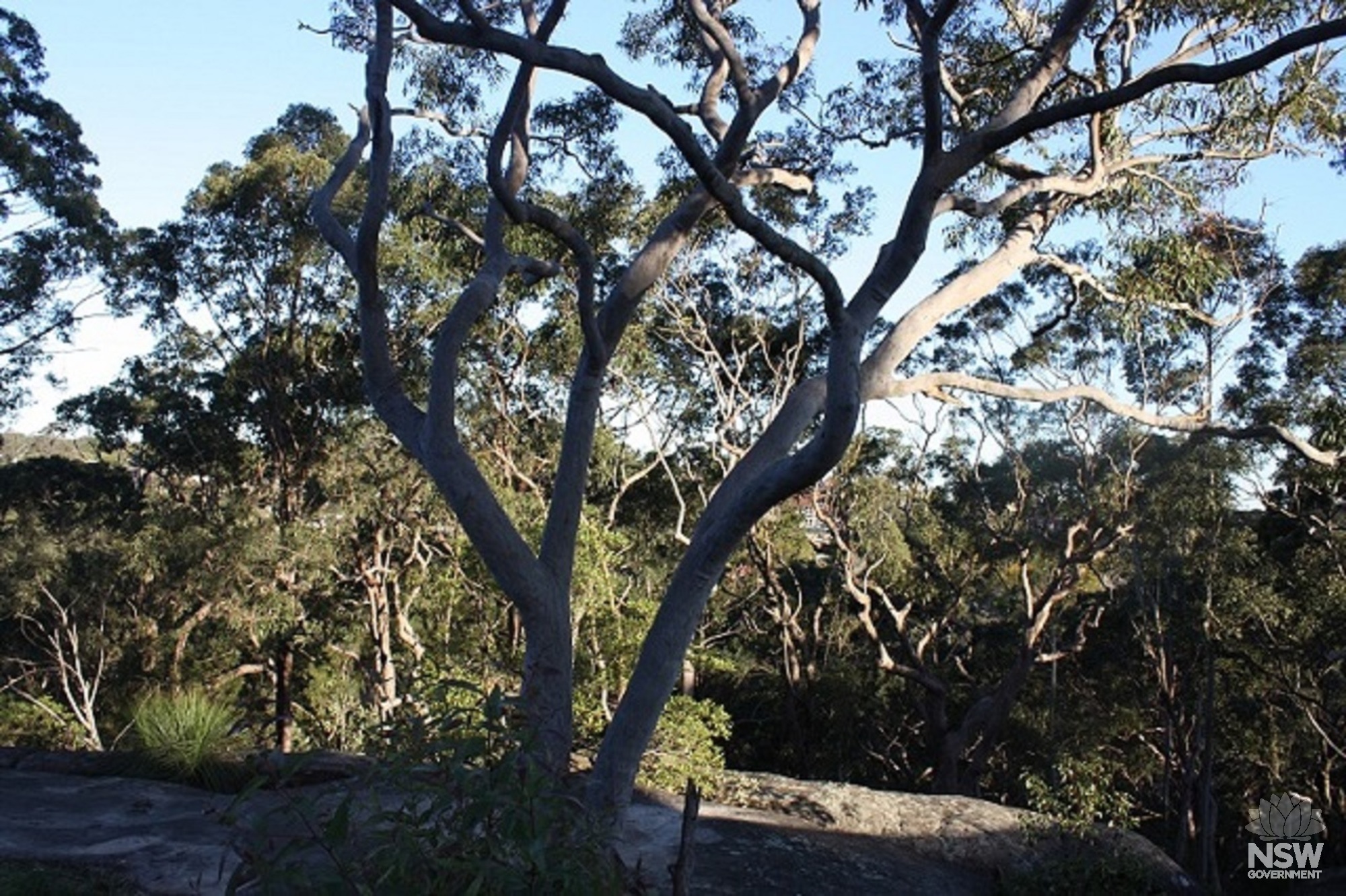 Bushland and sandstone ourcrop within the curtilage