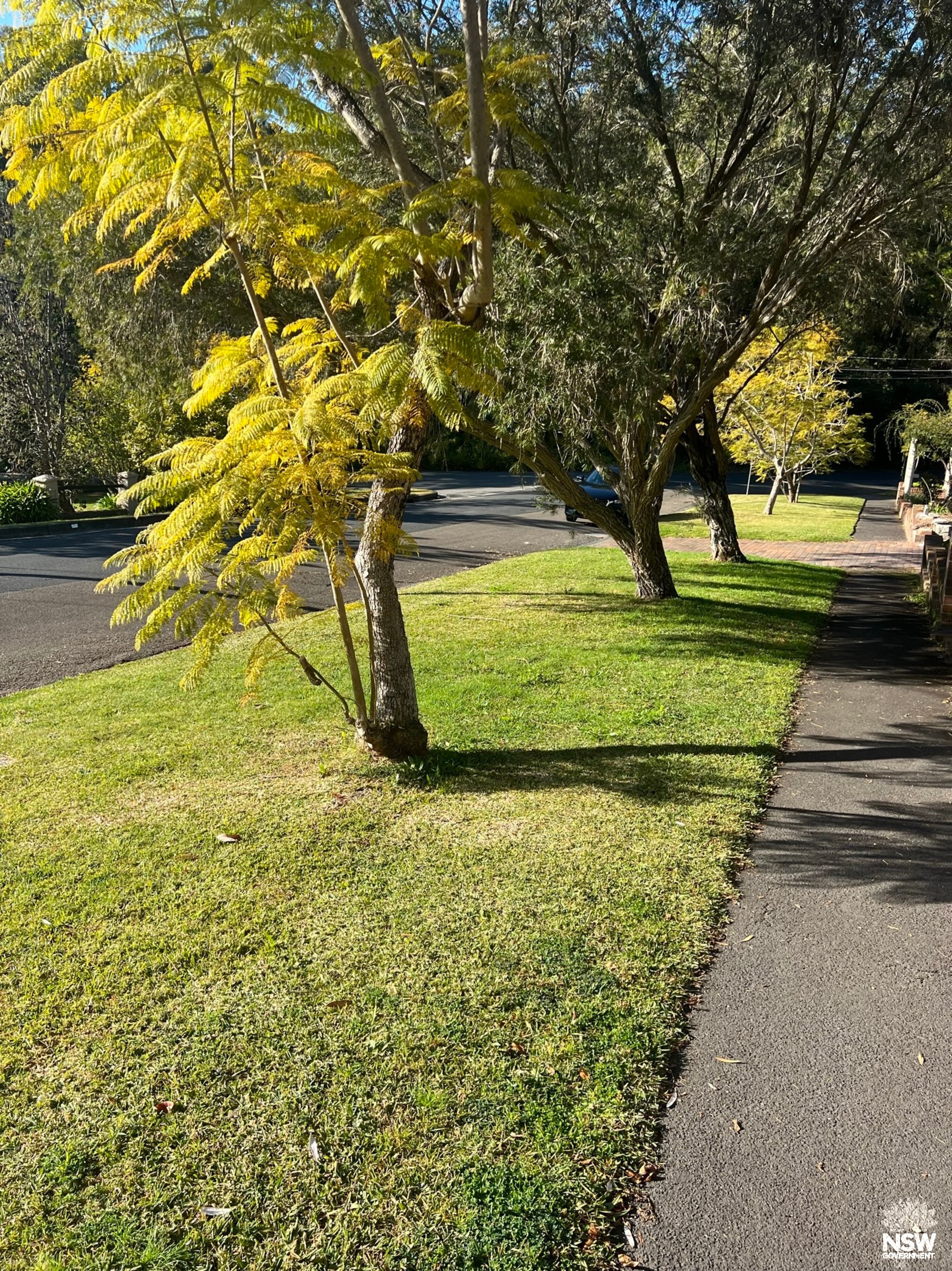 Merlin Street planting