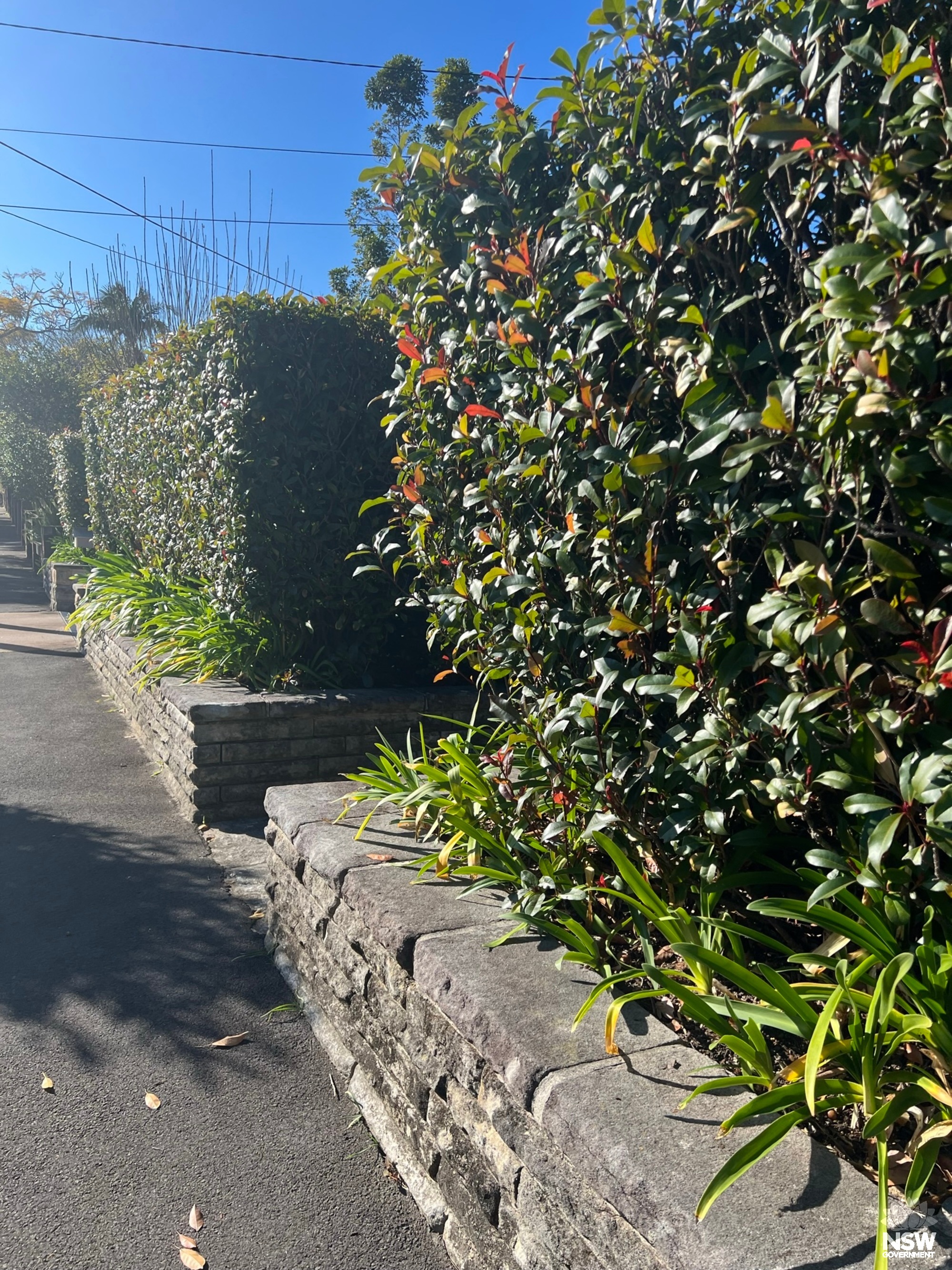 Roseville Avenue stone wall (southern side)
