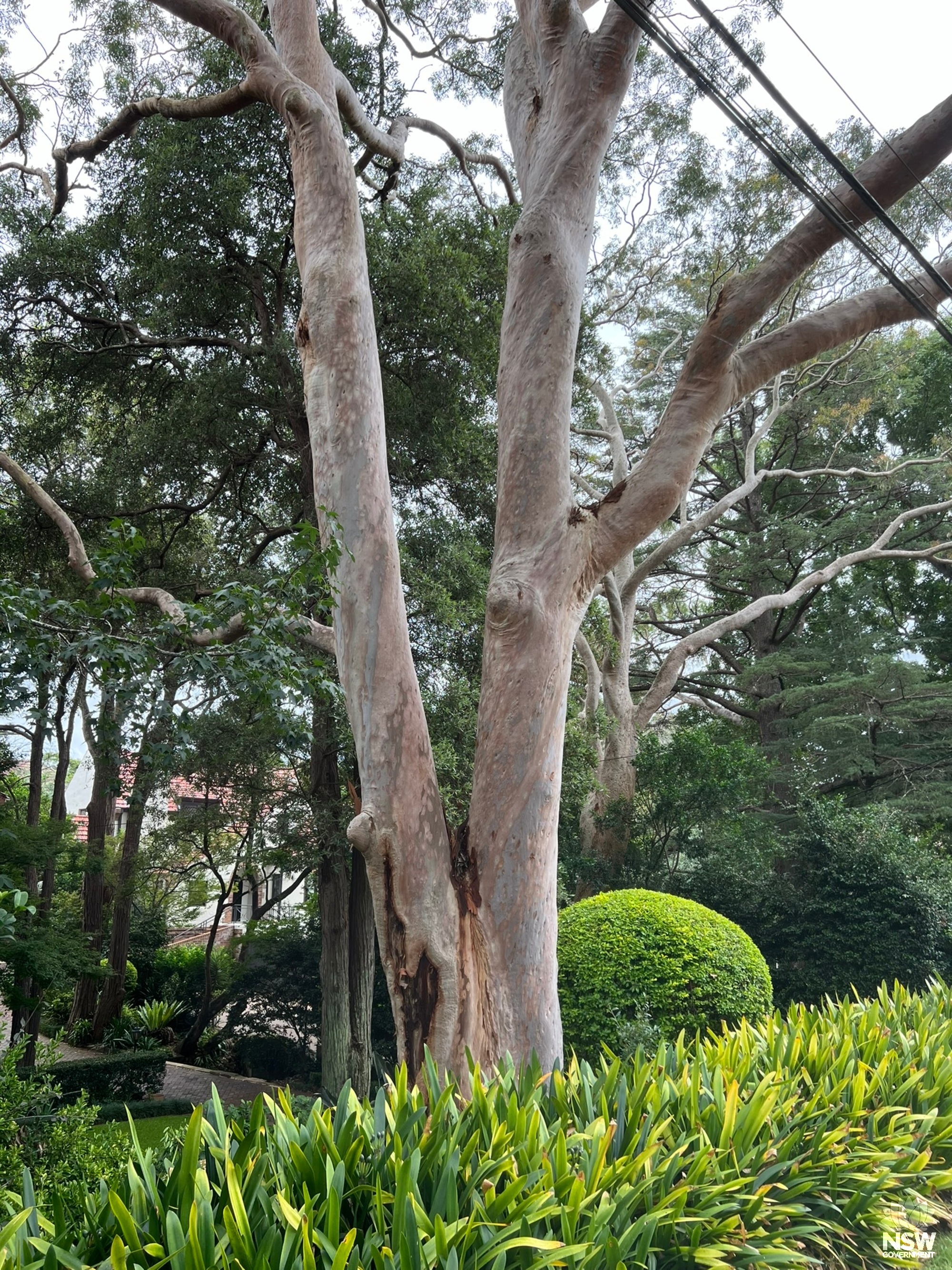 32A Middle Harbour Road trees