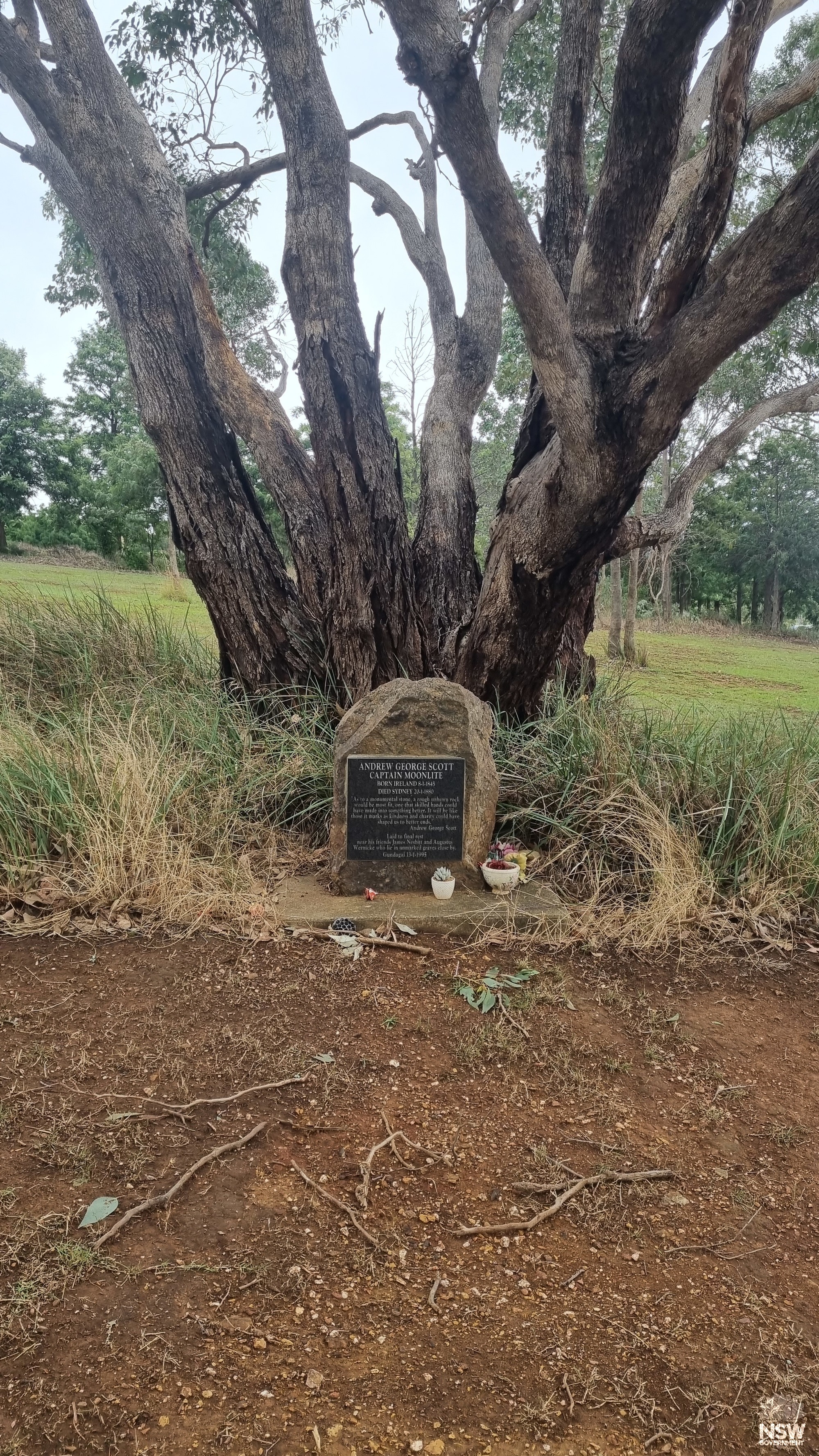 Captain Moonlite's Grave - Position beneath eucalyptus tree