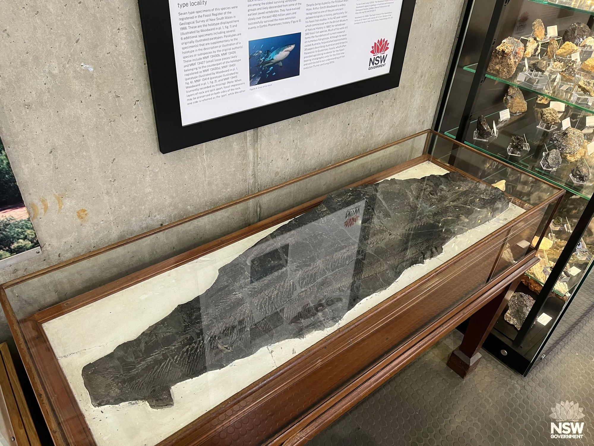 The freshwater shark, Mooredontus parvidens, holotype macrofossil.