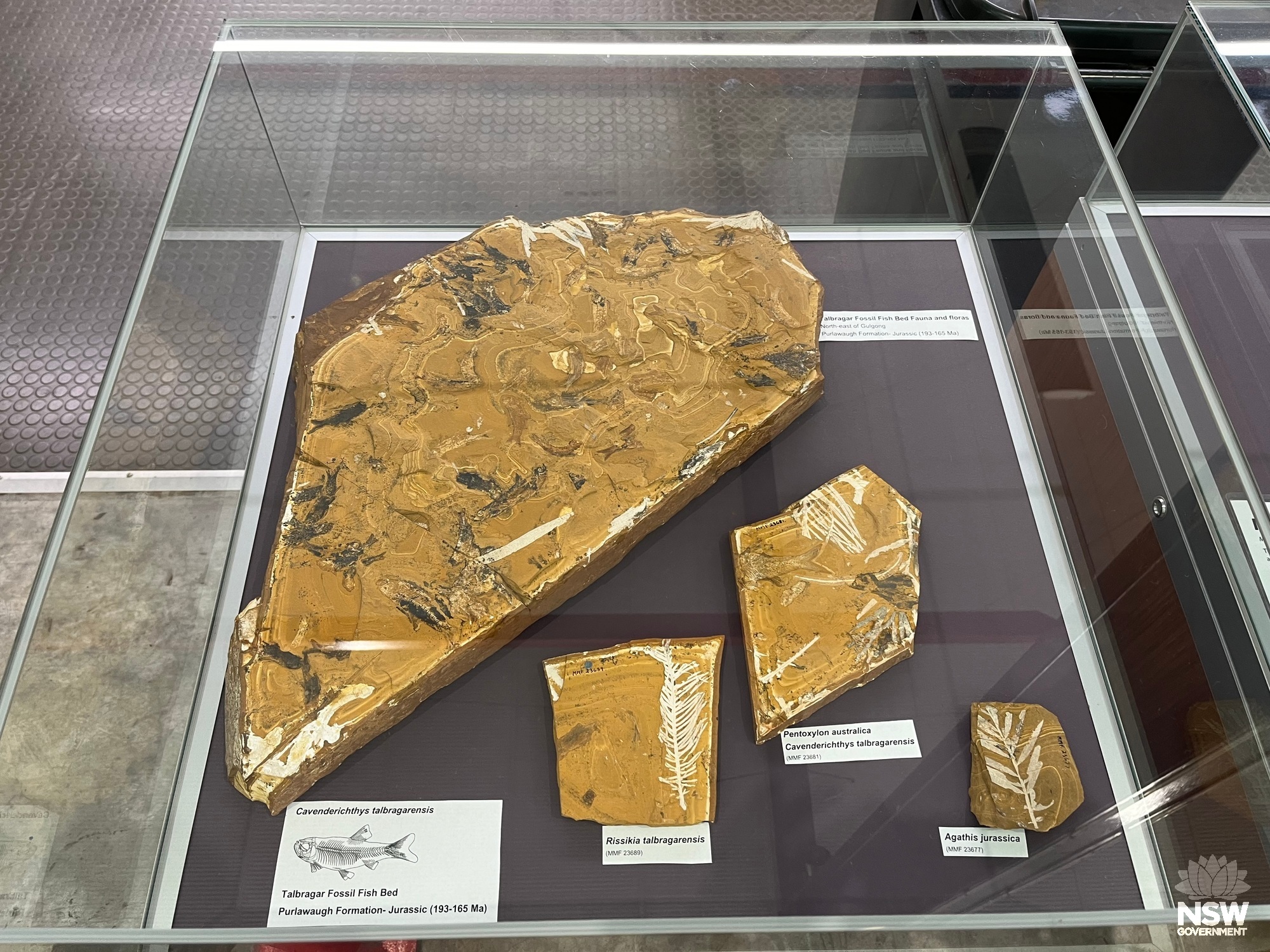 Various macrofossil specimens from the Talbragar Fossil Fish Bed.