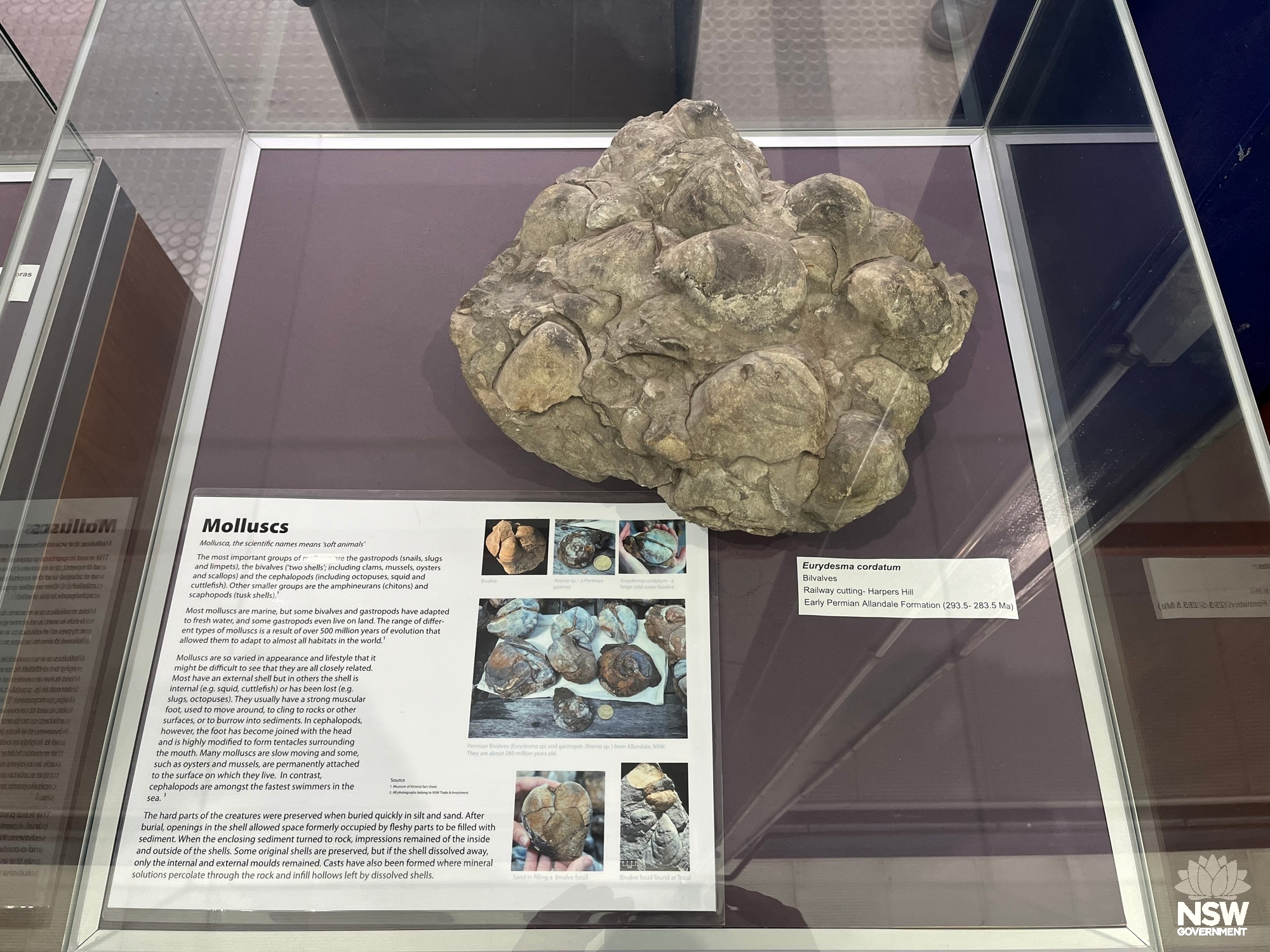 Macrofossil of the bivalves, Eurydesma cordatum, from the early Permian Allandale Formation at Harpers Hill.