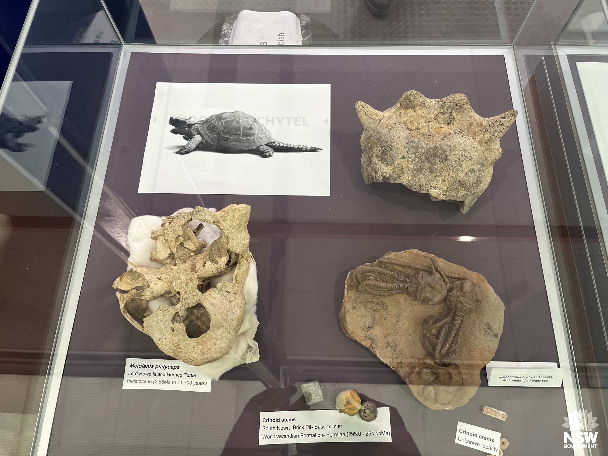 Macrofossil specimens of the Lord Howe Island Horned Turtle and Crinoids (Jimbacrimus bostocki).