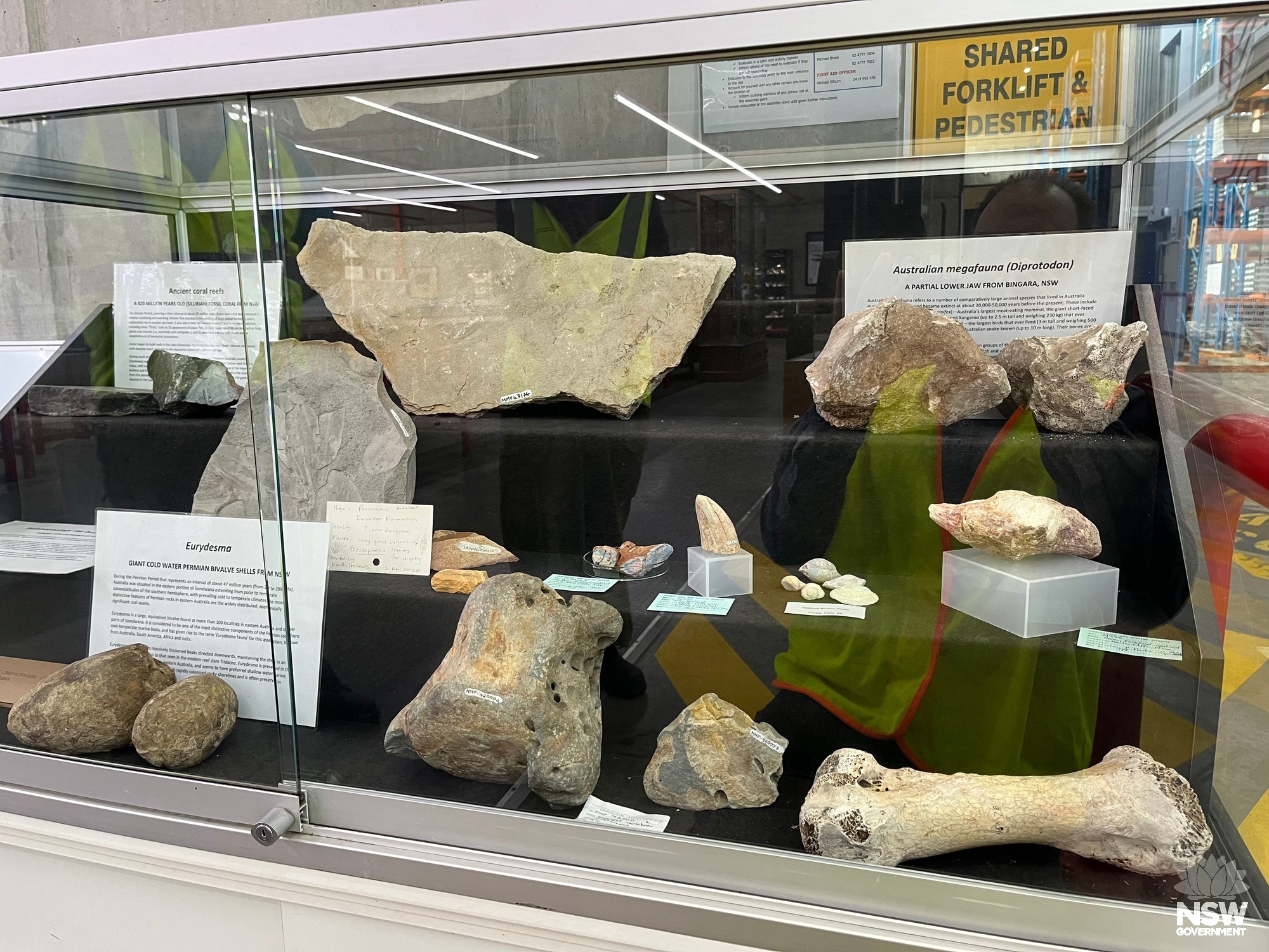 Display of various megafauna, coral, shellfish, and plant macrofossil specimens.