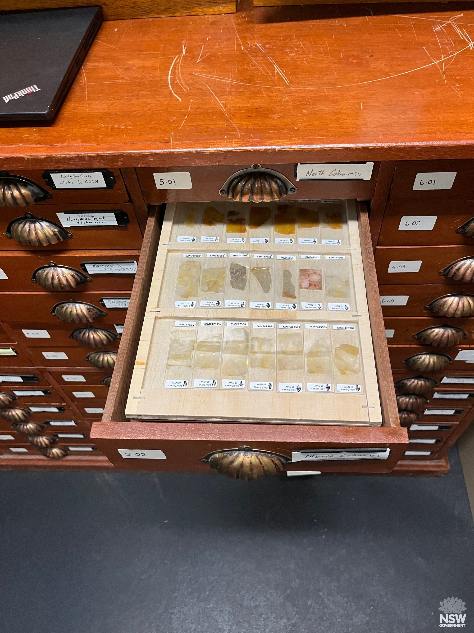 Coral thin sections prepared from the macrofossil specimens.