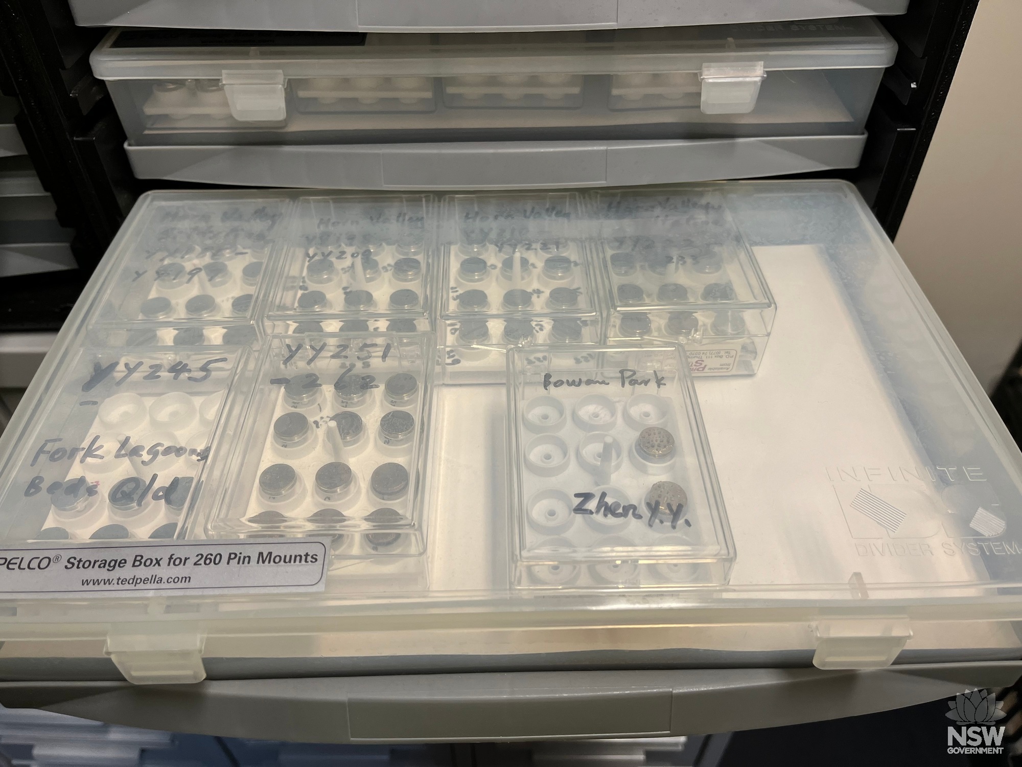 Microfossil specimens (conodonts) mounted on stubs for electron microscope imaging.